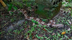 Boa constrictor