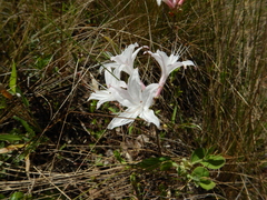 Rhododendron atlanticum