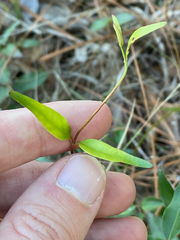 Gelsemium sempervirens