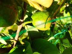 Psidium guajava image