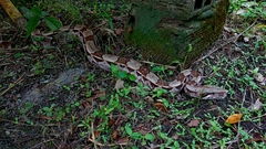 Boa constrictor