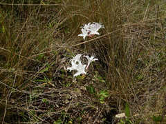 Rhododendron atlanticum