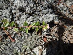 Vaccinium crassifolium