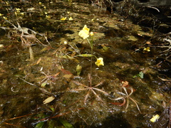 Utricularia inflata