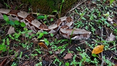 Boa constrictor