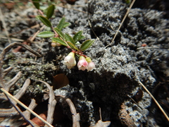 Vaccinium crassifolium