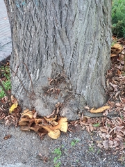 Pholiota squarrosa