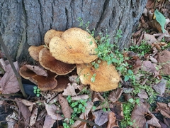 Pholiota squarrosa