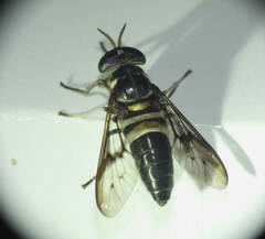 Diachlorus bicinctus