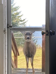 Odocoileus hemionus sitkensis