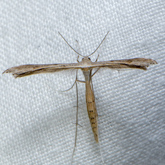 Stenoptilia zophodactylus