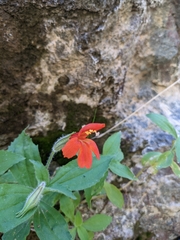 Erythranthe verbenacea