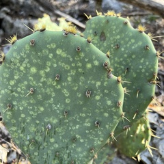 Opuntia lindheimeri