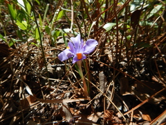 Iris verna