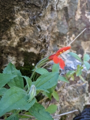 Erythranthe verbenacea