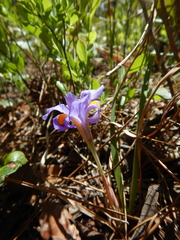Iris verna