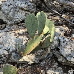 Opuntia lindheimeri