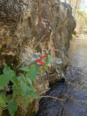 Erythranthe verbenacea