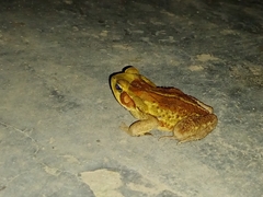 Rhinella crucifer
