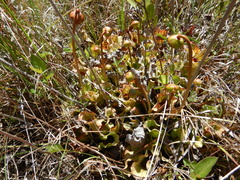 Sarracenia purpurea venosa