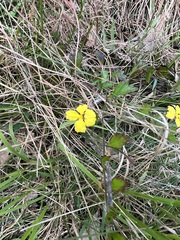 Goodenia rotundifolia