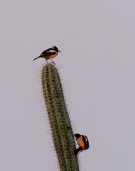 Icterus icterus