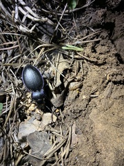 Carabus lusitanicus helluo