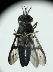 Diachlorus bicinctus