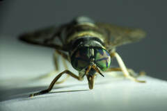 Diachlorus bicinctus