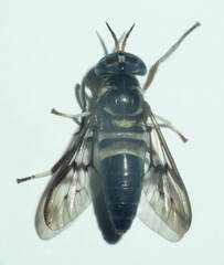 Diachlorus bicinctus