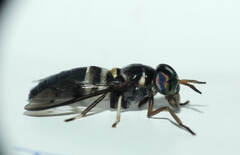 Diachlorus bicinctus