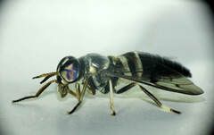 Diachlorus bicinctus