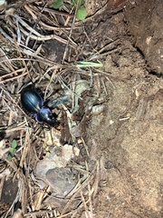 Carabus lusitanicus helluo