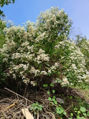 Montanoa grandiflora