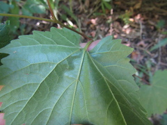 Vitis riparia