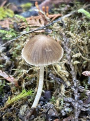 Psathyrella nitens