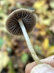 Psathyrella nitens