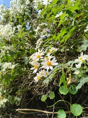 Montanoa grandiflora