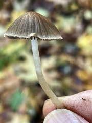 Psathyrella nitens