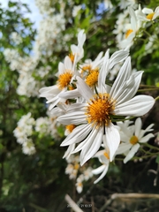 Montanoa grandiflora