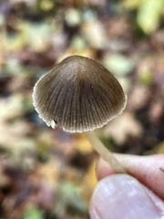Psathyrella nitens