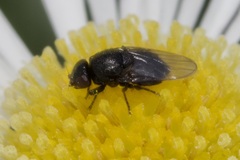 Oscinellinae