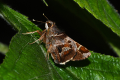 Thespieus macareus