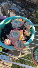 Echeveria elegans