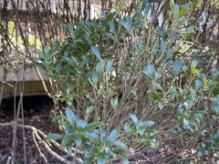 Ilex glabra