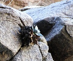 Dudleya arizonica
