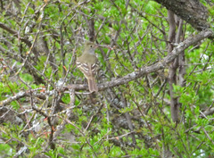 Tyrannidae