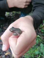 Hyla molleri