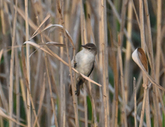Acrocephalus gracilirostris