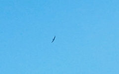 Cathartes aura